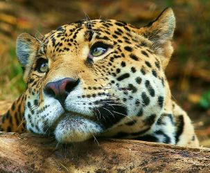 Reflective Tiger